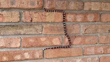 Colourful Kingsnake Showing Off Its Extraordinary Climbing Skills on Adobe Walls at Coronado National Memorial in Arizona is The Best Thing on The Web; Watch Viral Video